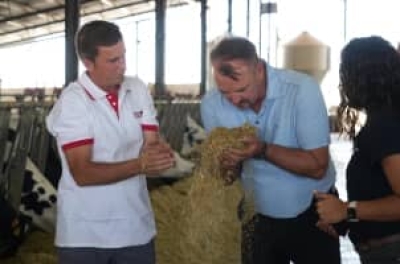 Dos hombres analizan la paja que será alimento para las vacas