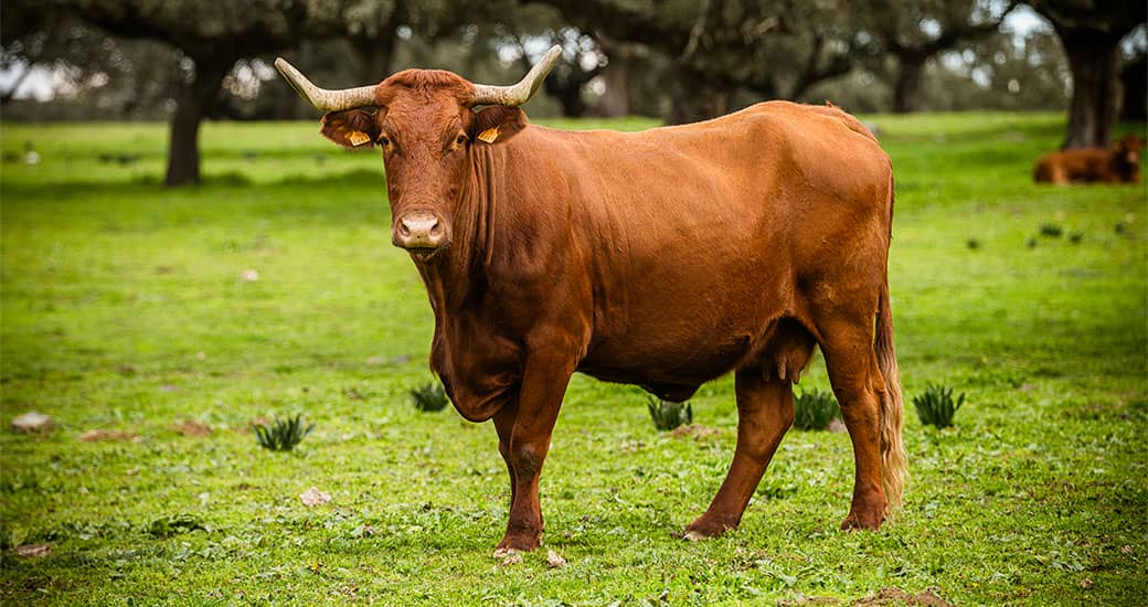 Vaca de carne con la puesta de sol