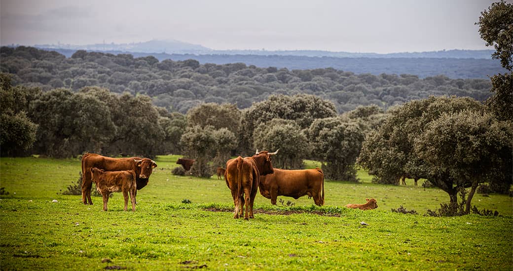 Vaca de carne con la puesta de sol