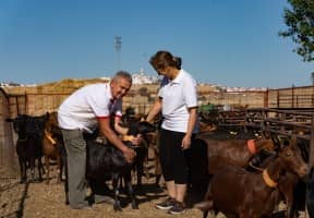 Dos ganaderos con las cabras