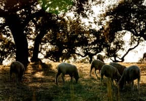 Ovejas pastando por el campo