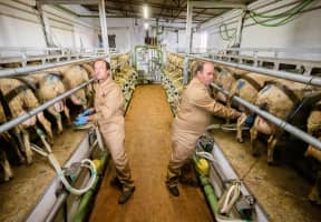 Dos ganaderos ordeñando a las ovejas