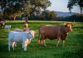 Terneros ya más mayores acompañados de alguna vaca