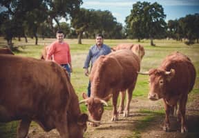 Ganaderos sonrientes alrededor de sus vacas