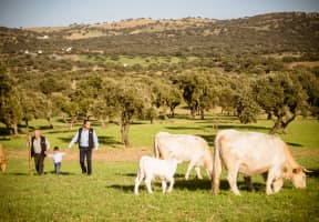 Abuelo, padre y nieto agarrados de la mano paseando con las vacas