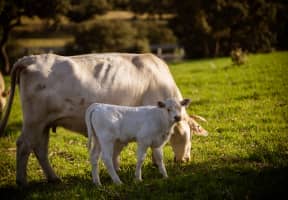 Ternerito recién nacido acompañado de una vaca