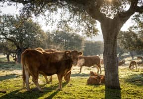 Vacas despertándose