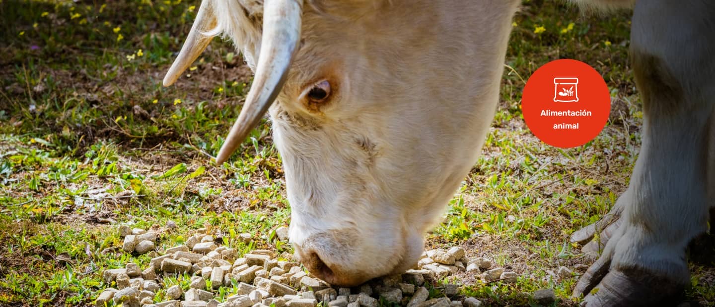 Una vaca pastando