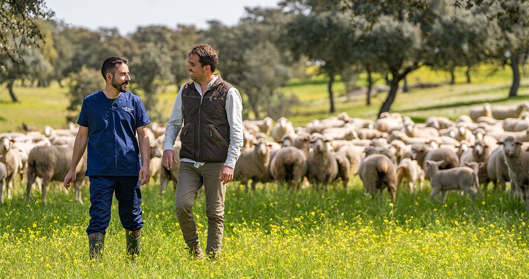 Dos panas paseando su rebaño de cabras por la dehesa