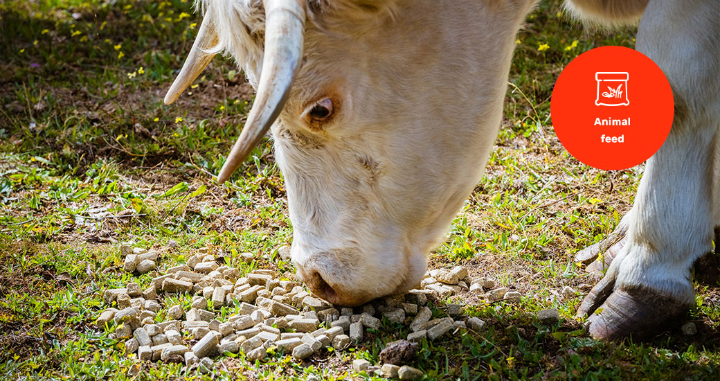 Una vaca pastando