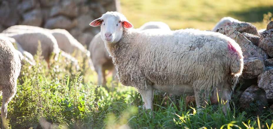 Un grupo de ovejas pastando, una de ellas mira a cámara