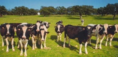 Vacas en la dehesa, de las que son manchadas blancas y negras, miran a cámara como si posaran para la foto