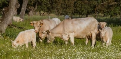 Un grupo de vacas y terneros pasta tranquilamente en la dehesa entre las flores y las encinas